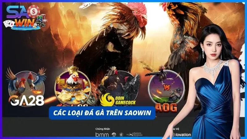 Đa dạng các thể loại thi đấu tại đấu trường đá gà