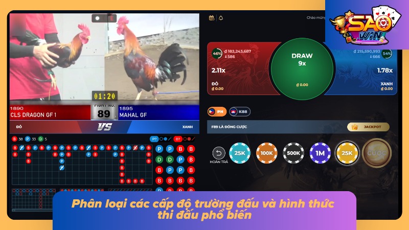 Đá Gà Campuchia: Tổng Quan Trường Đấu Và Luật Chơi Chi Tiết 4 Các cấp độ trường đấu và hình thức thi đấu phổ biến hiện nay
