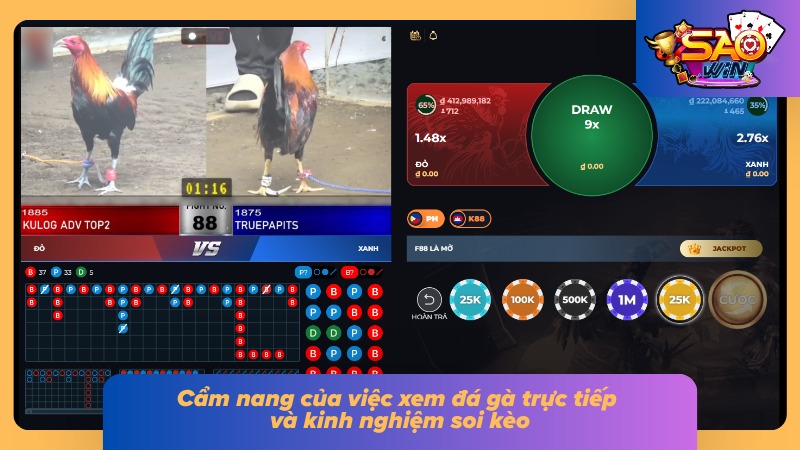 Đá Gà Cựa Dao SAOWIN - Chi Tiết Luật Cược Gà Đá Và Bí Kíp Bất Bại 5 Các mẹo kinh nghiệm đặc biệt từ cao thủ